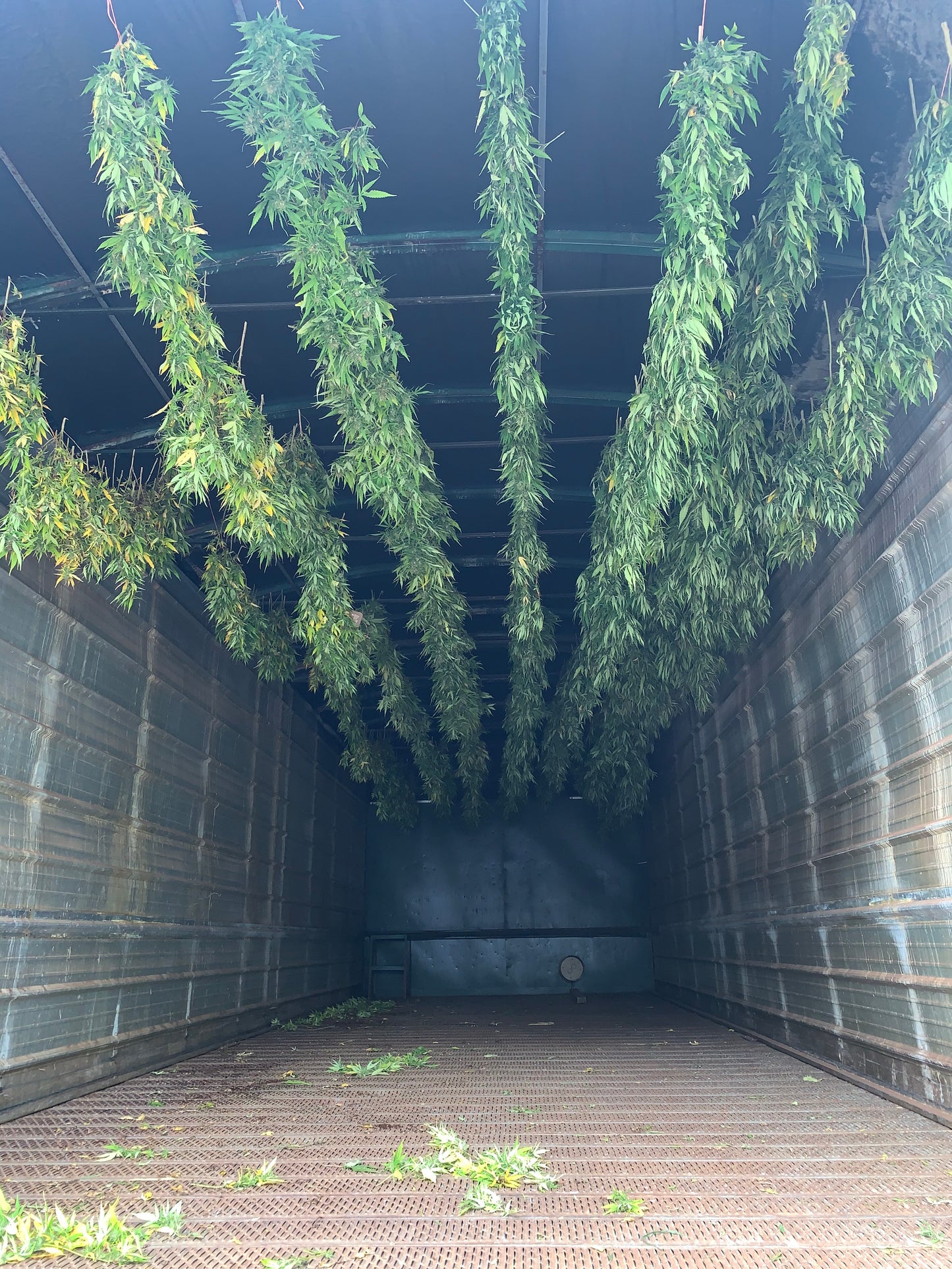Hempire Innovations | Rookie Hemp Farming Harvest